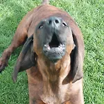 Tirolee Marchegg - Dog Friendly Comfort Premiumcard Holiday home *
